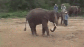 elephant-kick-like-a-boss
