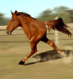 funny-gif-horse-running-stupid-Favim.com-235203