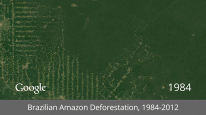 Brazilian Amazon Deforestation-thumb-650x364-120978